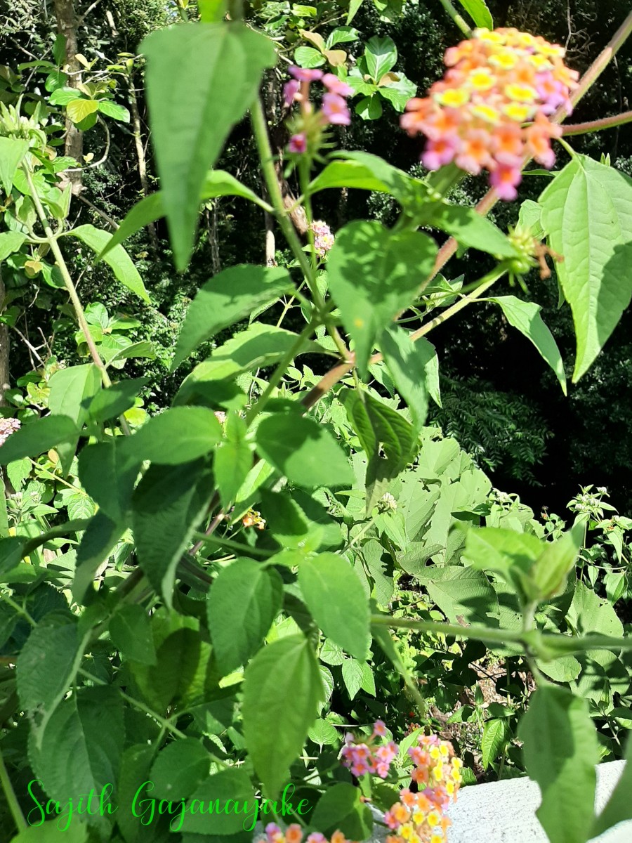 Lantana camara L.